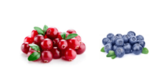 Mirtilli: proprietà e benefici dei piccoli frutti rossi e neri